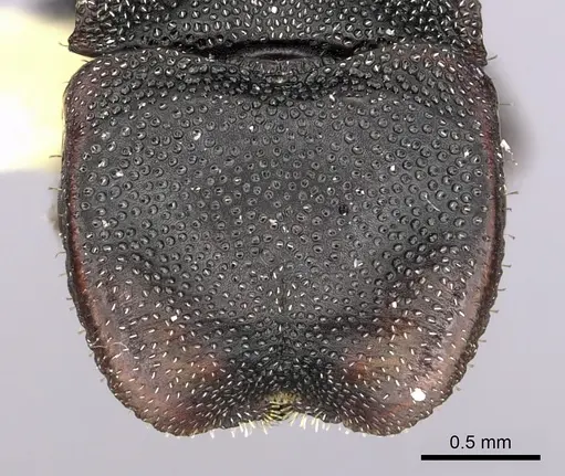 Cephalotes manni specimen