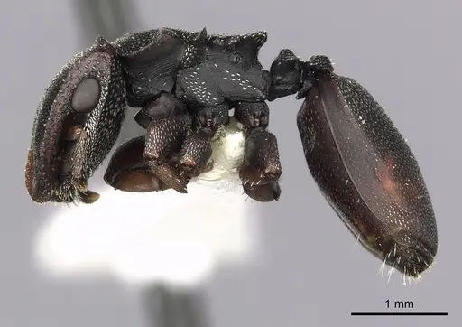 Cephalotes manni specimen
