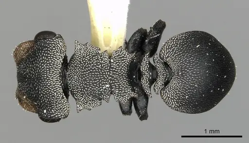 Cephalotes manni - CASENT0627955