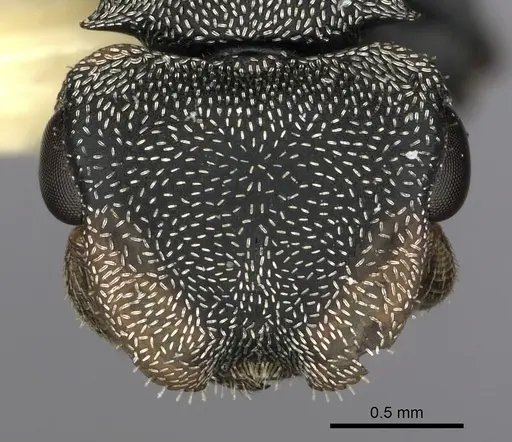 Cephalotes manni - CASENT0627955