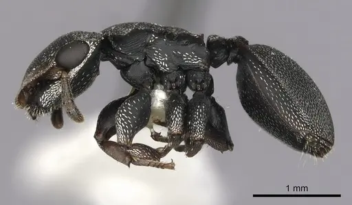 Cephalotes manni - CASENT0627955