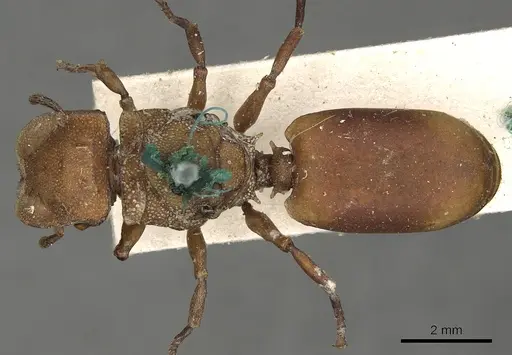 Cephalotes membranaceus specimen