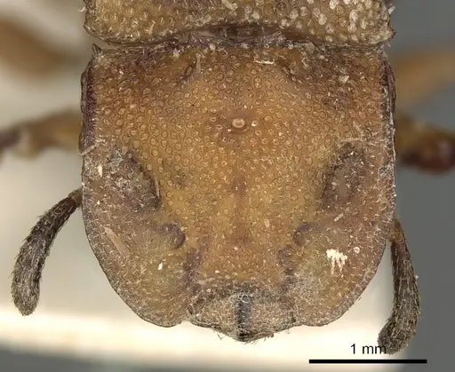 Cephalotes membranaceus specimen