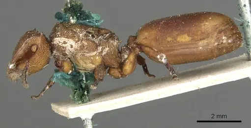 Cephalotes membranaceus specimen