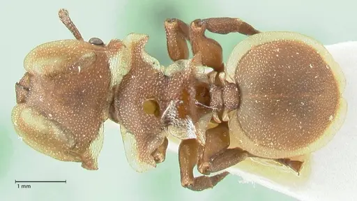 Cephalotes membranaceus - FOCOL2117