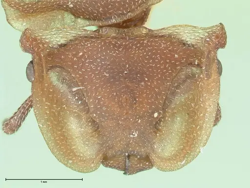 Cephalotes membranaceus - FOCOL2117