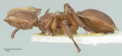 Cephalotes membranaceus - FOCOL2117