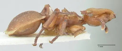 Cephalotes membranaceus - FOCOL2117