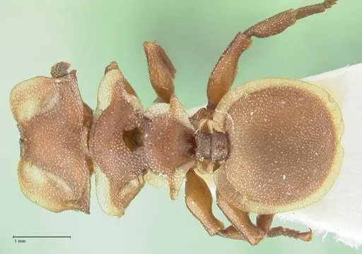 Cephalotes membranaceus - FOCOL2118