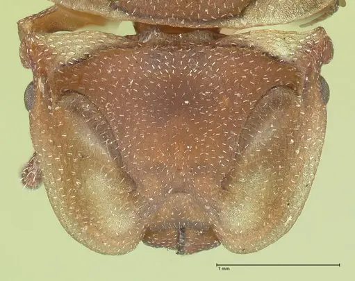 Cephalotes membranaceus - FOCOL2118