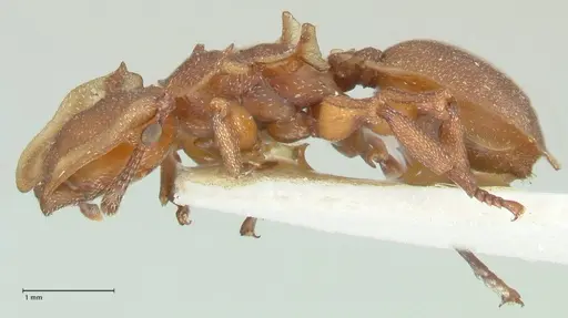 Cephalotes membranaceus - FOCOL2118