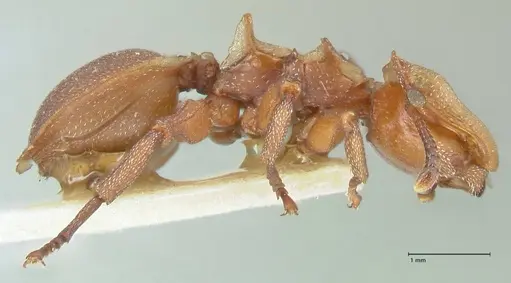 Cephalotes membranaceus - FOCOL2118