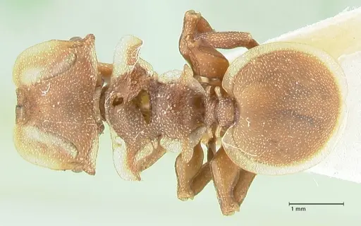 Cephalotes membranaceus - FOCOL2119