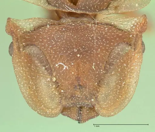 Cephalotes membranaceus - FOCOL2119