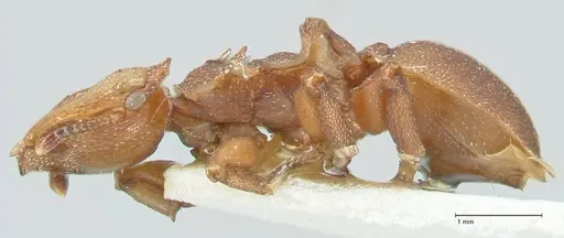 Cephalotes membranaceus - FOCOL2119