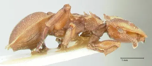 Cephalotes membranaceus - FOCOL2119