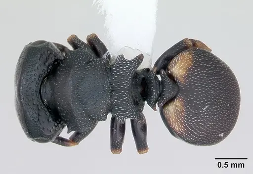 Cephalotes minutus specimen