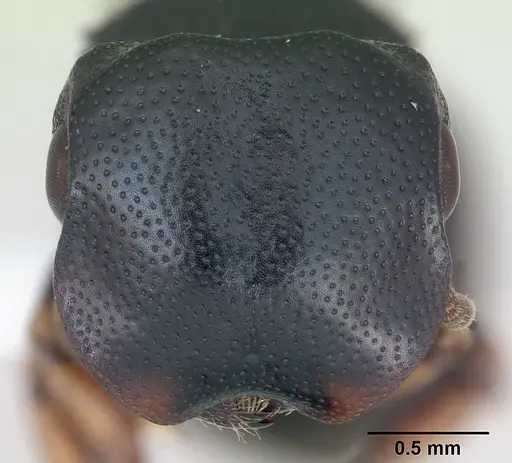 Cephalotes minutus specimen