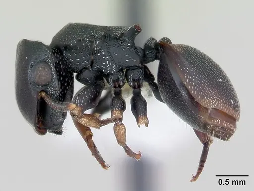 Cephalotes minutus specimen