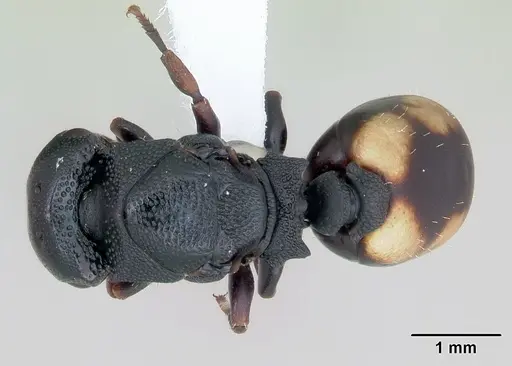 Cephalotes minutus - CASENT0173692
