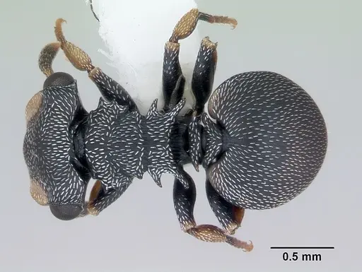 Cephalotes minutus - CASENT0173693