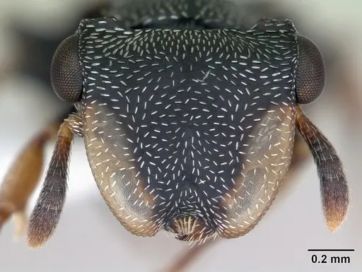 Cephalotes minutus - CASENT0173693