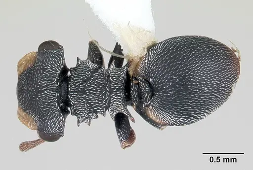 Cephalotes minutus - CASENT0178647