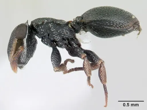 Cephalotes minutus - CASENT0178647