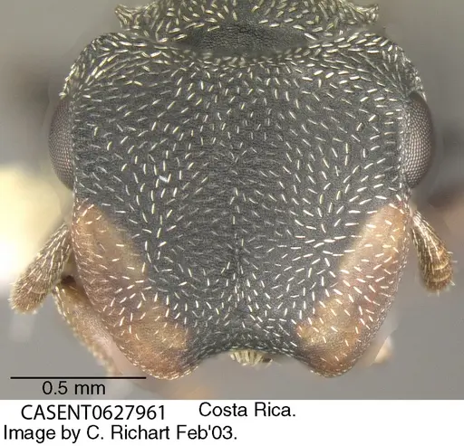 Cephalotes minutus - CASENT0627961
