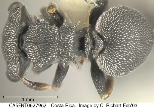 Cephalotes minutus - CASENT0627962