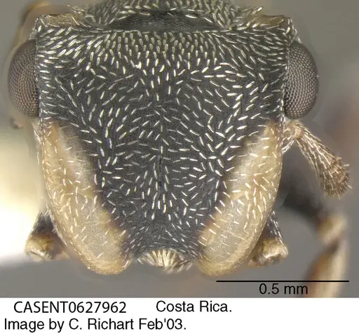 Cephalotes minutus - CASENT0627962