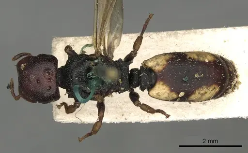 Cephalotes minutus - CASENT0900240