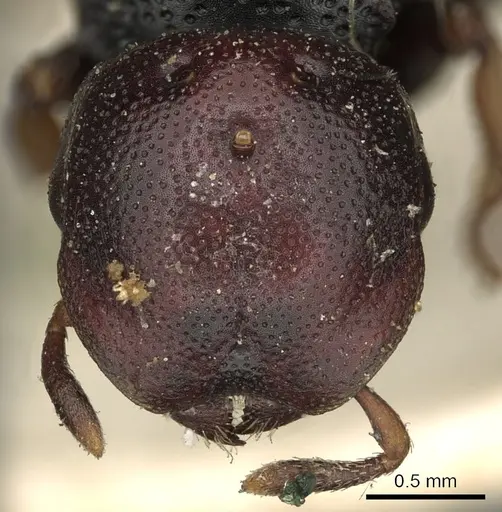 Cephalotes minutus - CASENT0900240