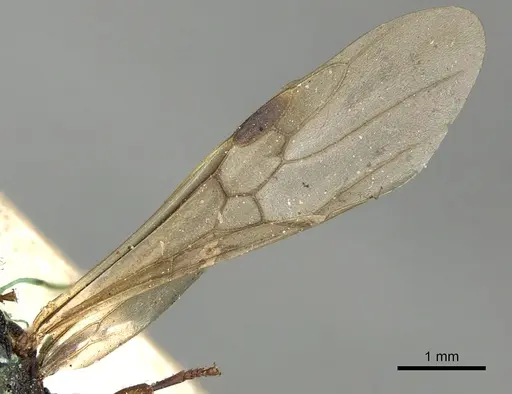 Cephalotes minutus - CASENT0900240