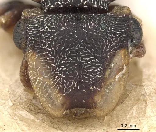 Cephalotes minutus - CASENT0901461