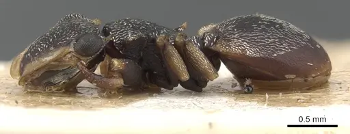 Cephalotes minutus - CASENT0901461