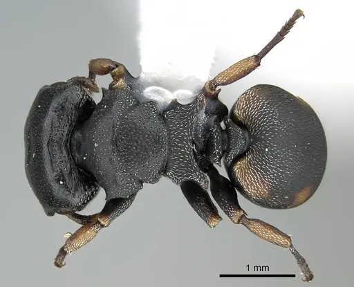 Cephalotes minutus - CASENT0914465