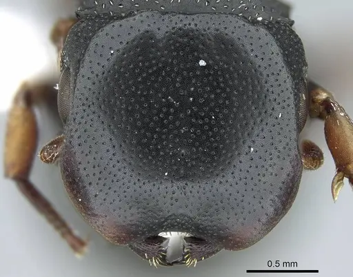 Cephalotes minutus - CASENT0914465