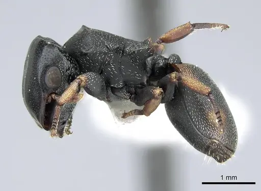 Cephalotes minutus - CASENT0914465