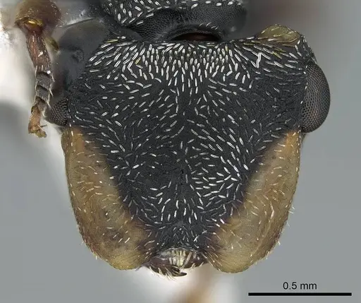 Cephalotes minutus - CASENT0914466