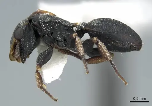 Cephalotes minutus - CASENT0914466