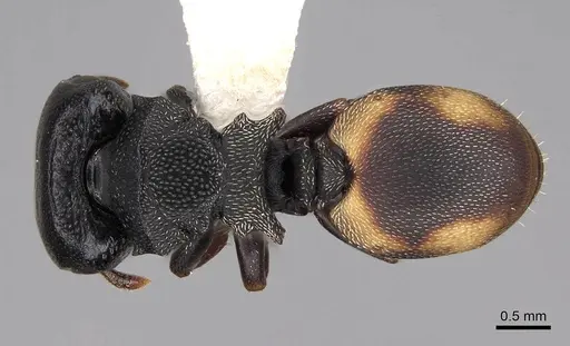 Cephalotes minutus - CASENT0922606