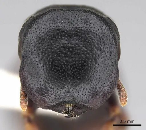 Cephalotes minutus - CASENT0922606