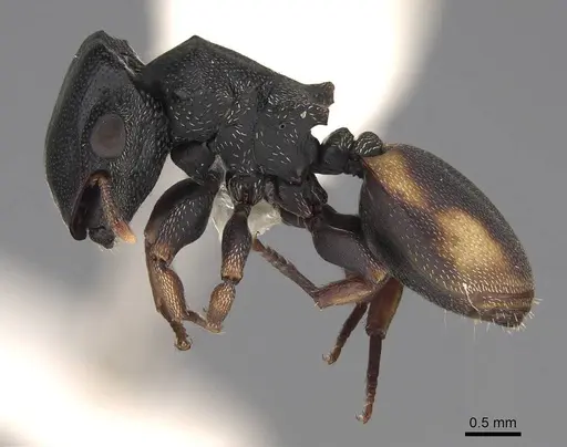 Cephalotes minutus - CASENT0922606