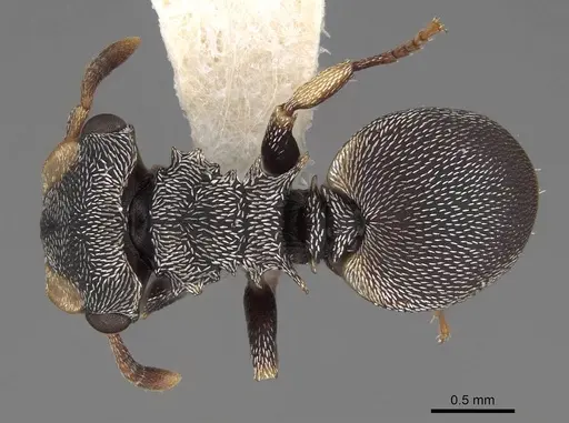 Cephalotes minutus - CASENT0922607