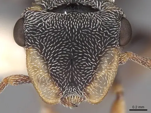 Cephalotes minutus - CASENT0922607