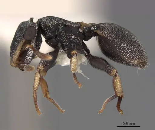 Cephalotes minutus - CASENT0922607