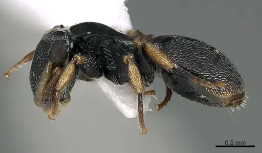 Cephalotes minutus - CASENT0923582