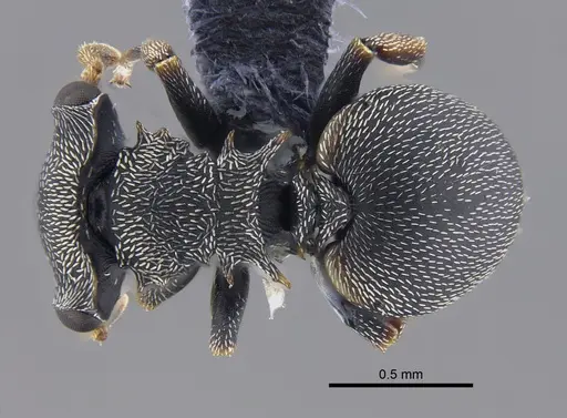 Cephalotes minutus - CBUMAGENT41888