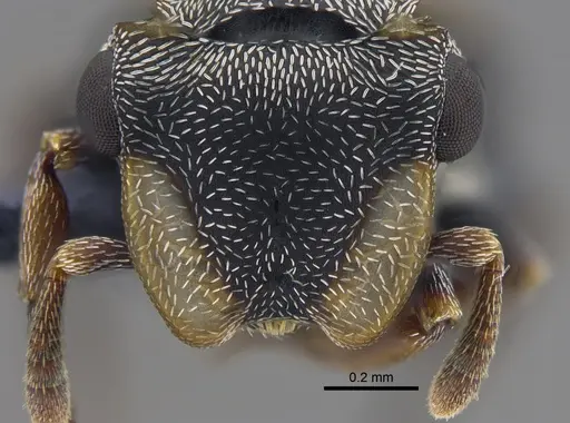 Cephalotes minutus - CBUMAGENT41888